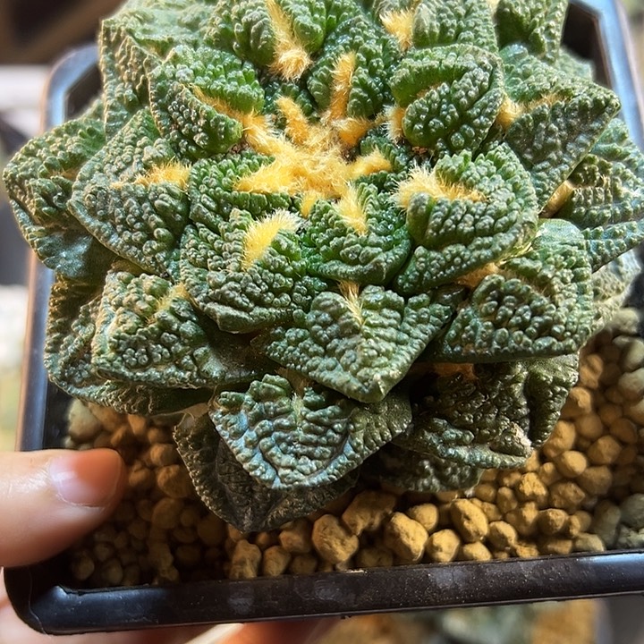 20号自根龟甲连山10.5公分