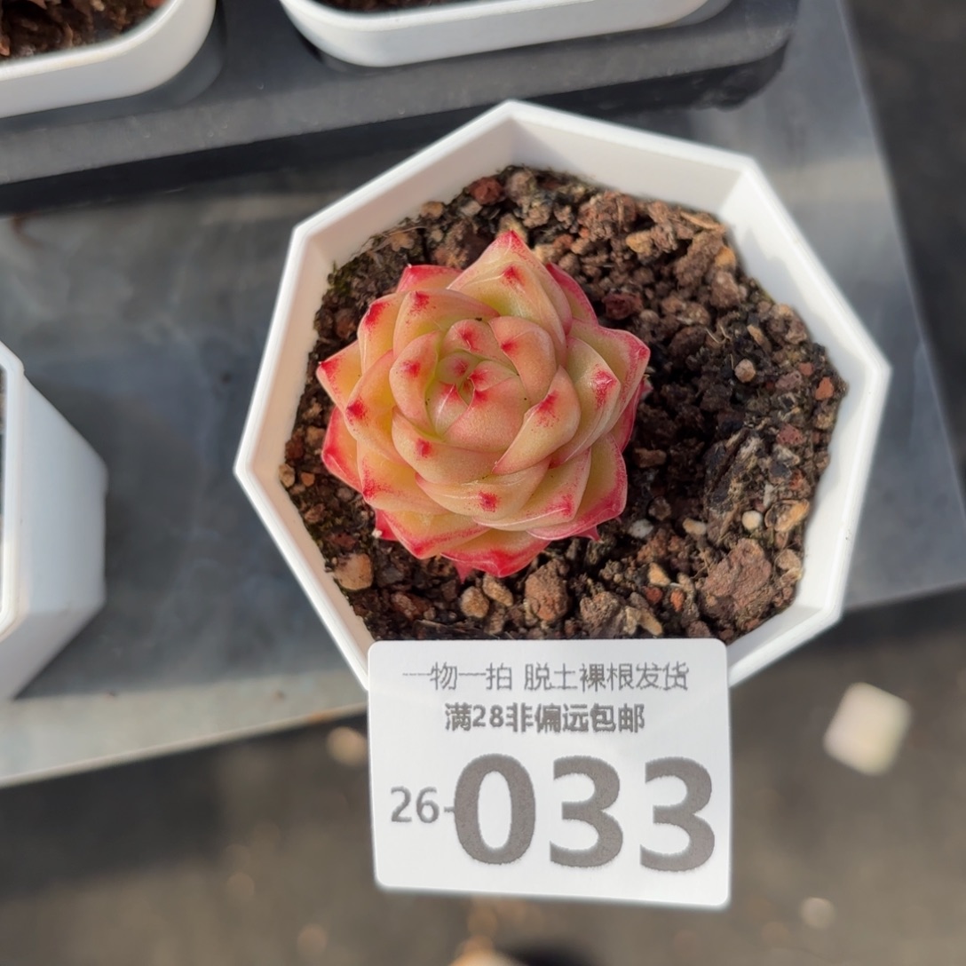 麦秆单头多肉多肉