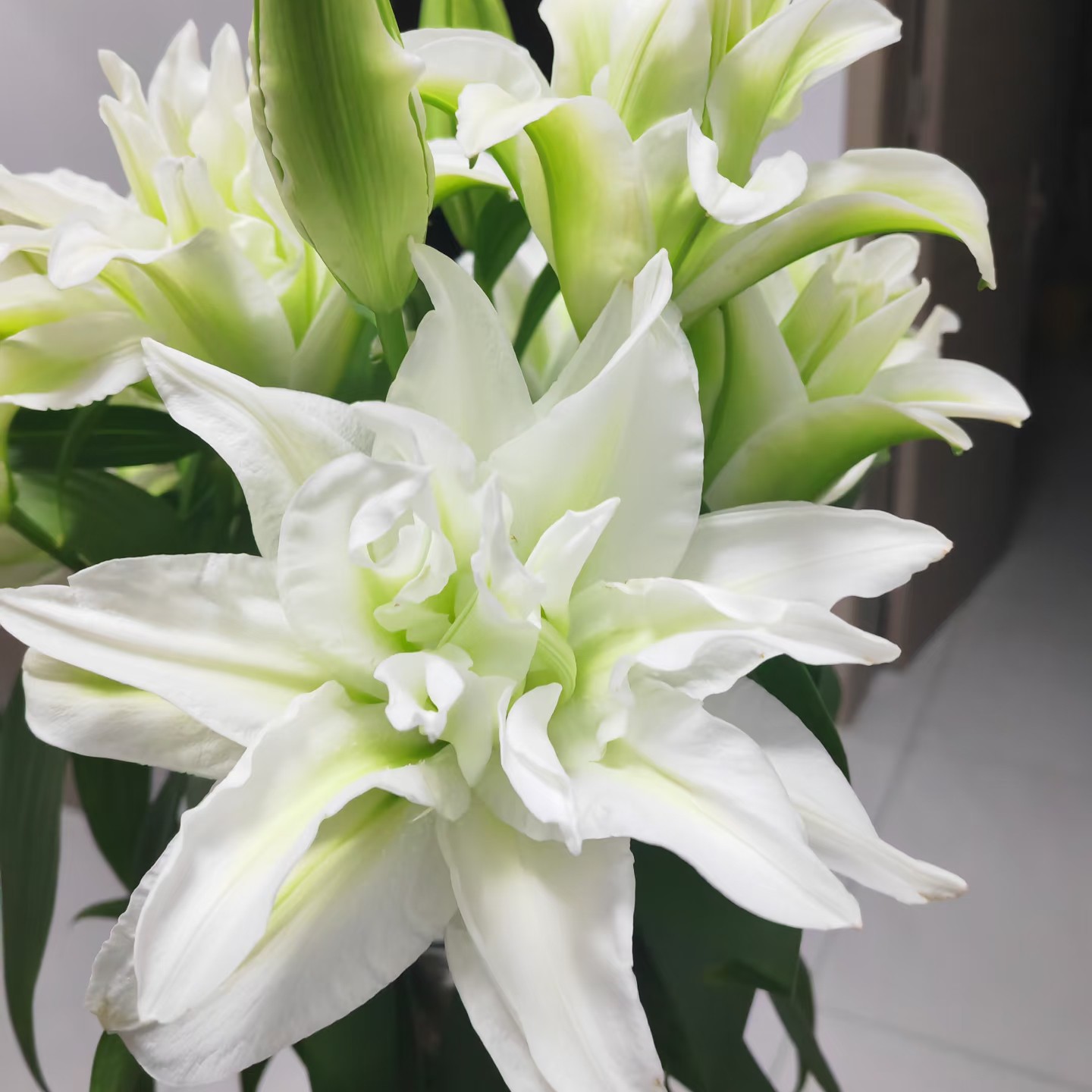 云南百合【爱莎百合】一单包邮云南直发 气温低于零度需拍保温棉