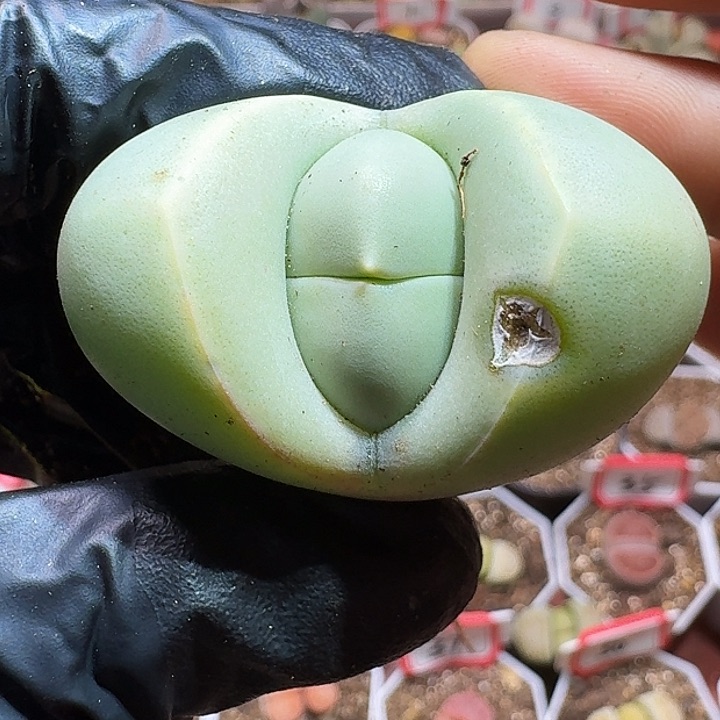 生石花11111111。    272