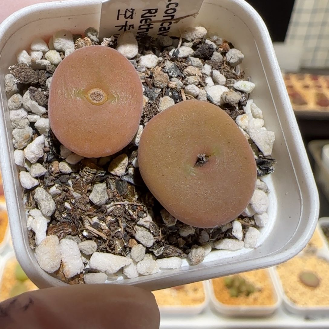 肉锥多肉植物百科-空卡佛861