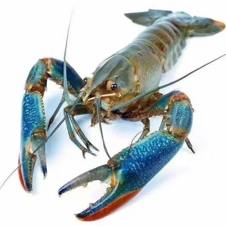澳洲淡水小龙虾蓝龙虾淡水小青龙水族饲养观赏宠物活体包邮小蓝龙
