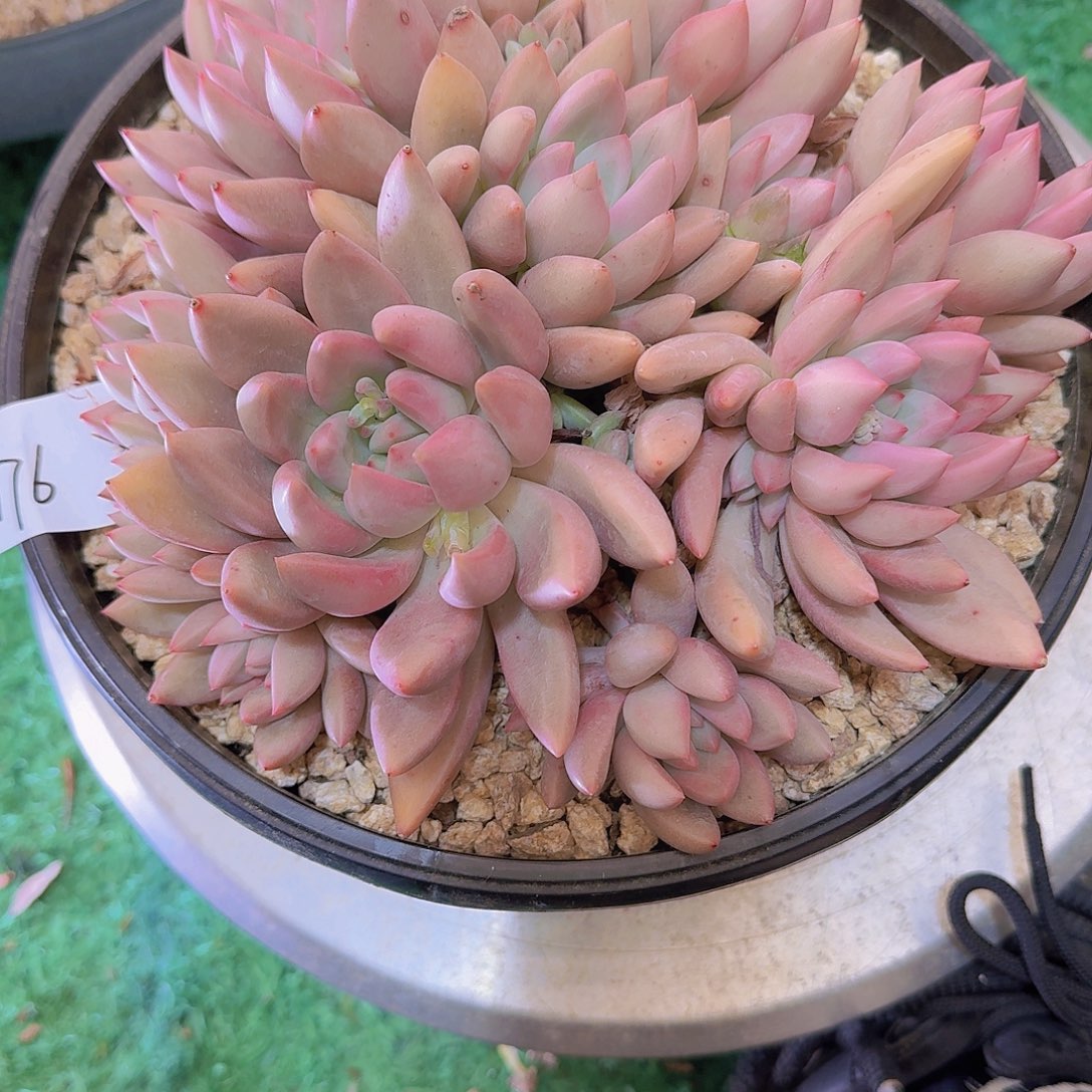 用****01176杂交多肉植物