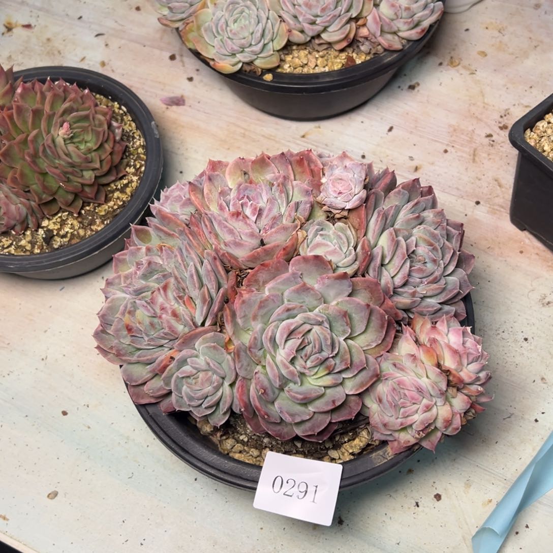 灼**华0291肉多哦哟多哦多哦