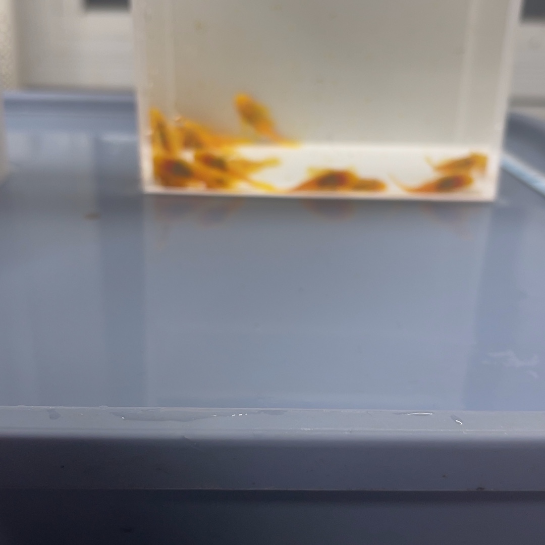 孔雀鱼小胡子20条开箱视频报损