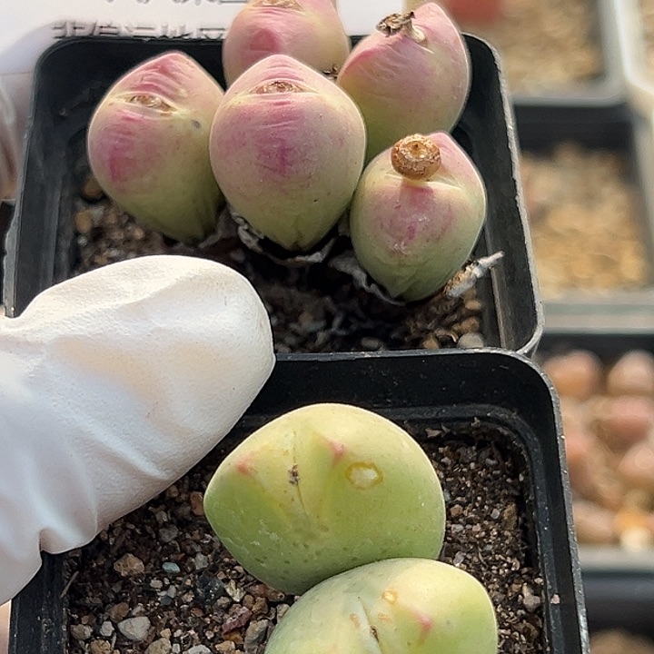 329号2颗多肉111111