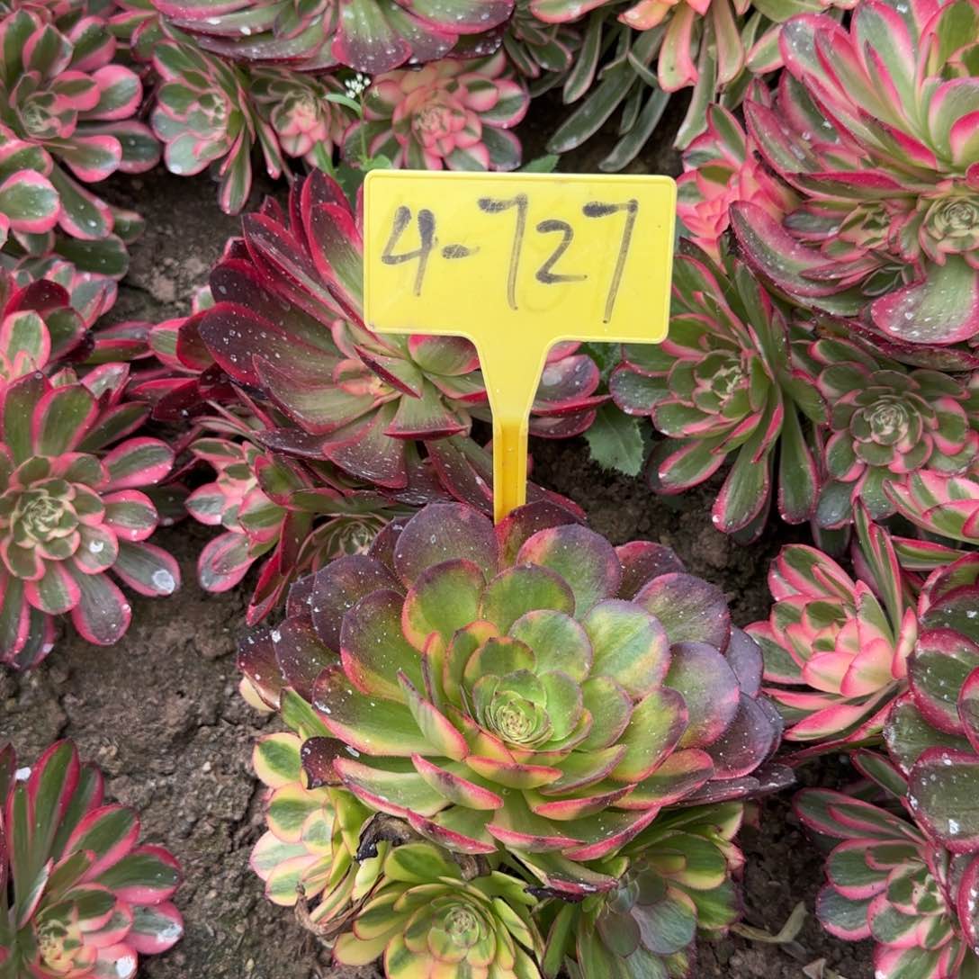 4-727---多头多肉植物