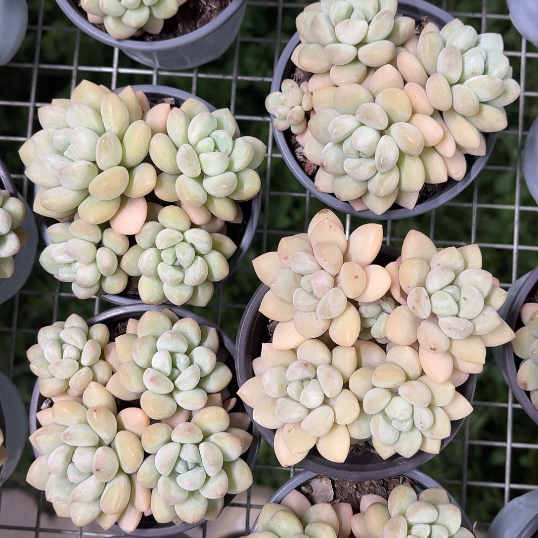 泡泡糖小群9㎝盆参考