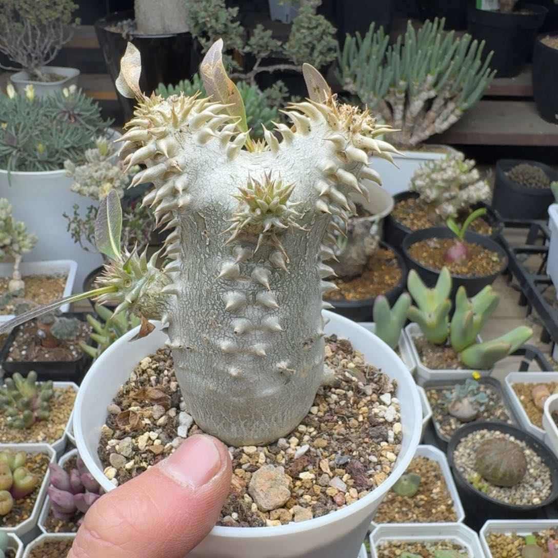 惠比大黑多肉。