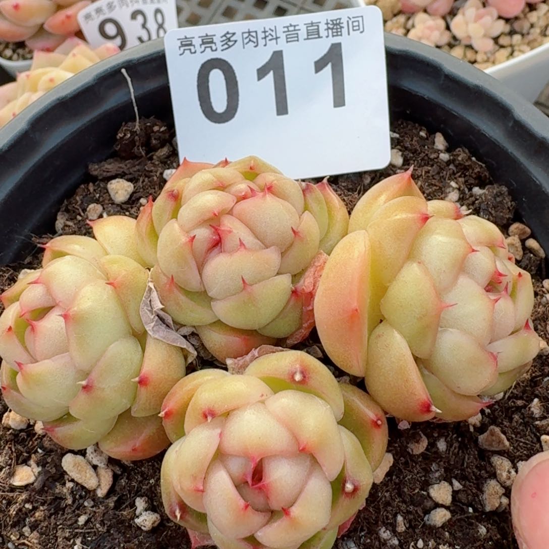 莱拉珍妮群生         精品多肉