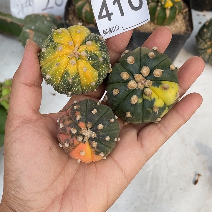 仙人球410号兜锦3个