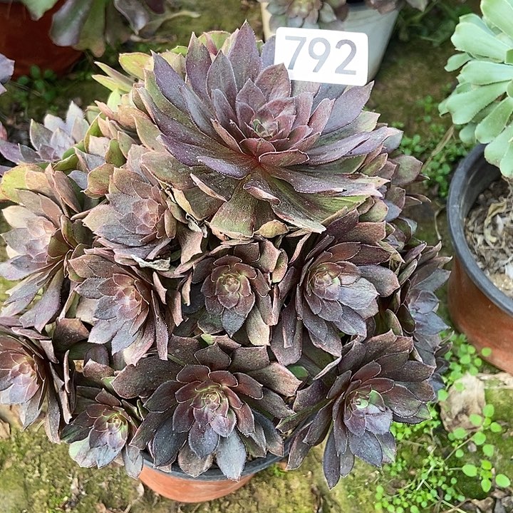 男爵多肉792多肉不包断