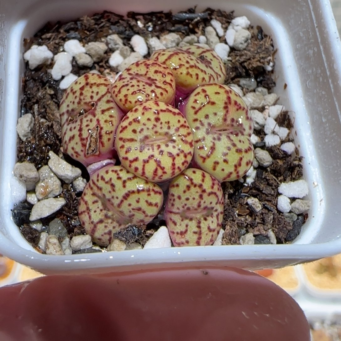 肉锥多肉植物百科-有疤1198