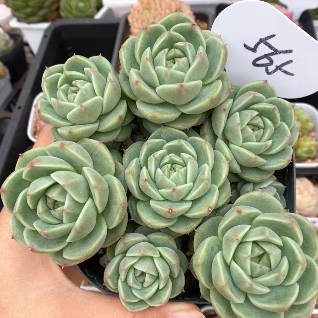 珍妮麦秆可拍565号。  