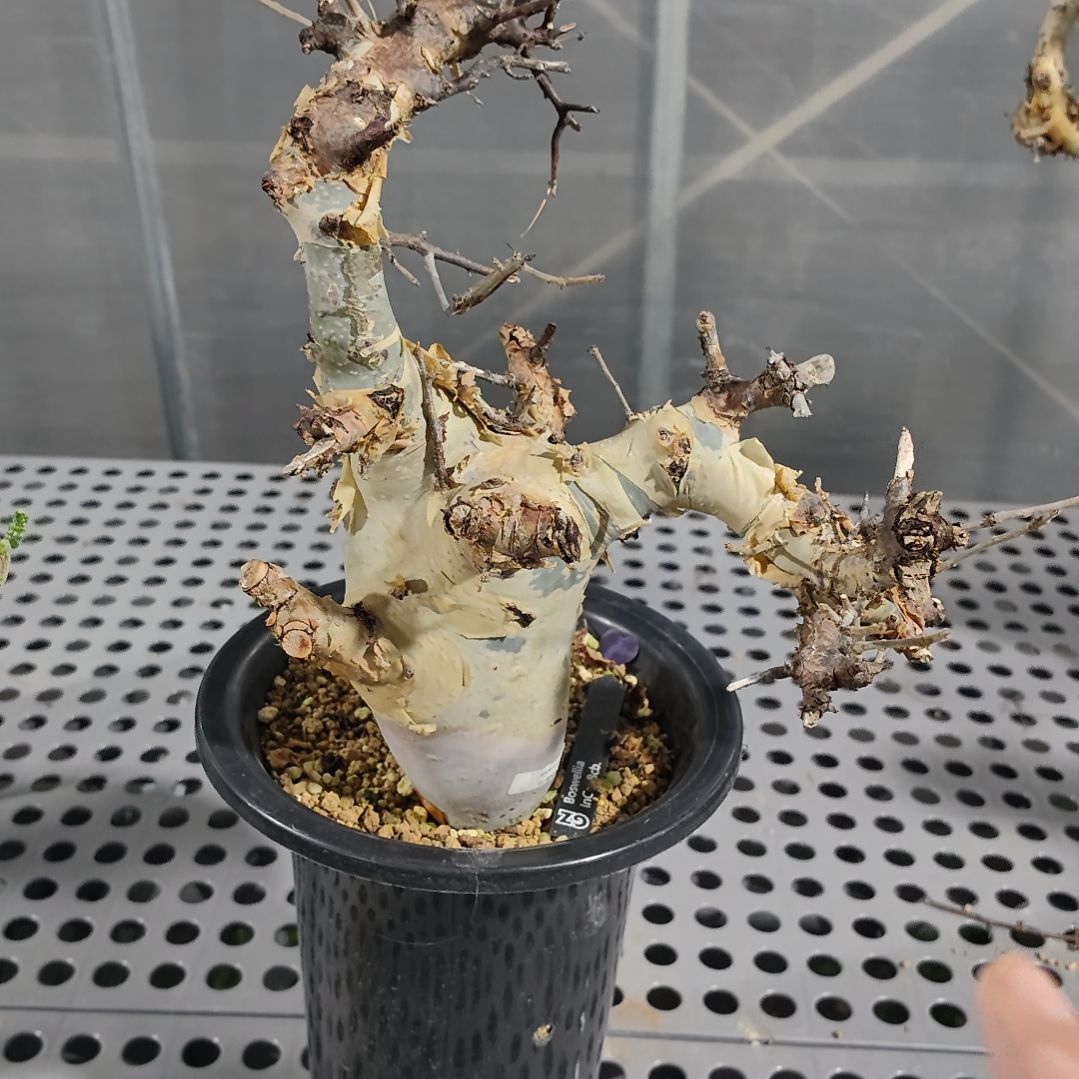 产地图坎橄榄熟桩可寄养
