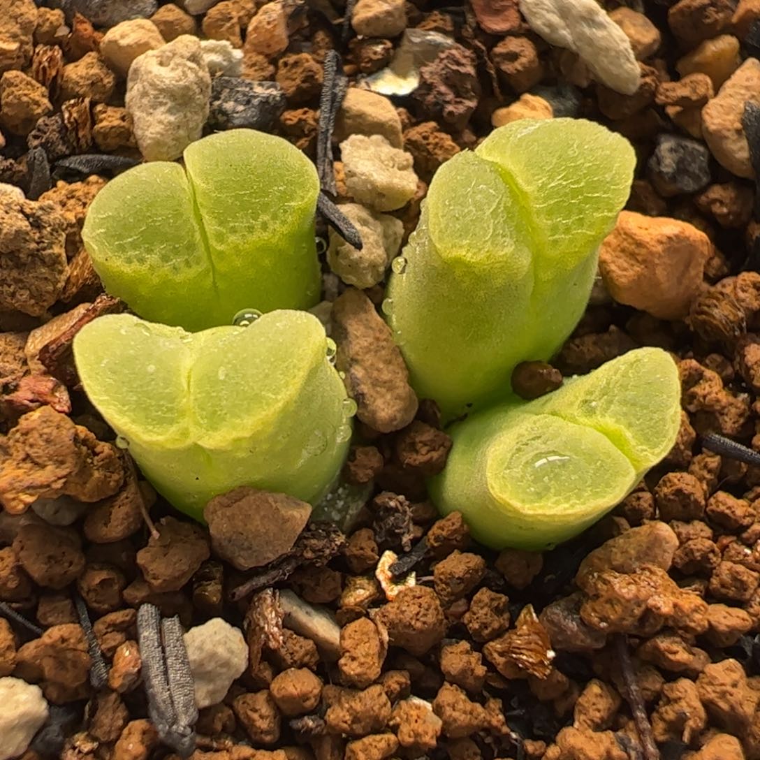 771多肉植物组合