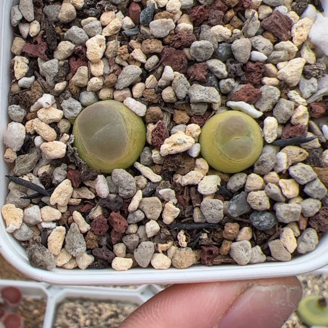 0357号拉登2颗 多肉植物