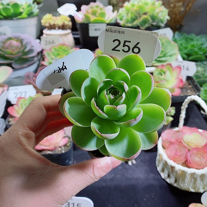 256粉帕（勺叶型）