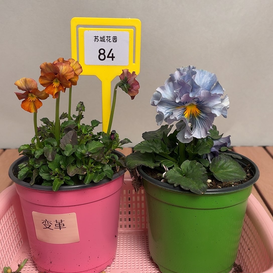 大部分开放少量花苞84