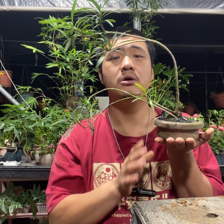 古***欠以实际为准盆景绿植盆栽108