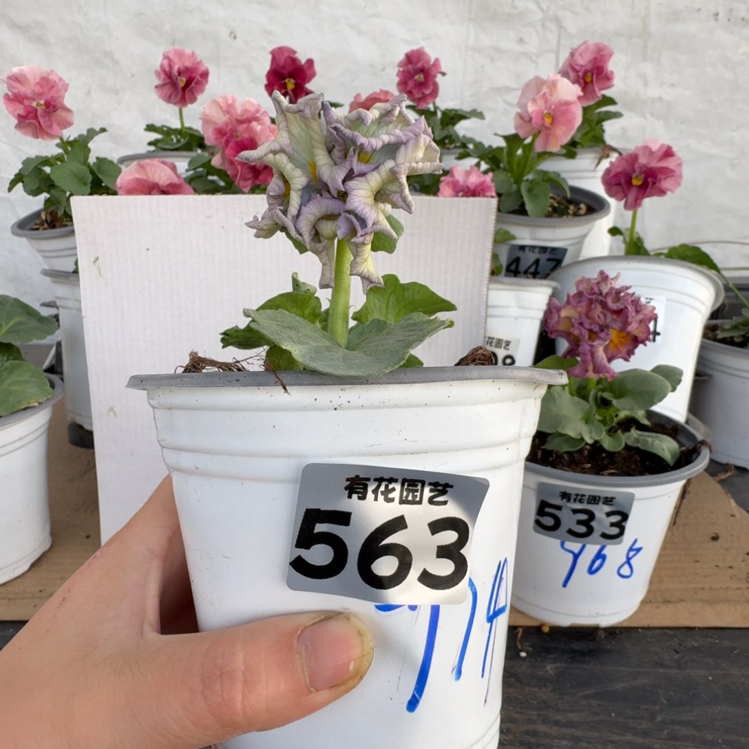 全部花朵563号角堇