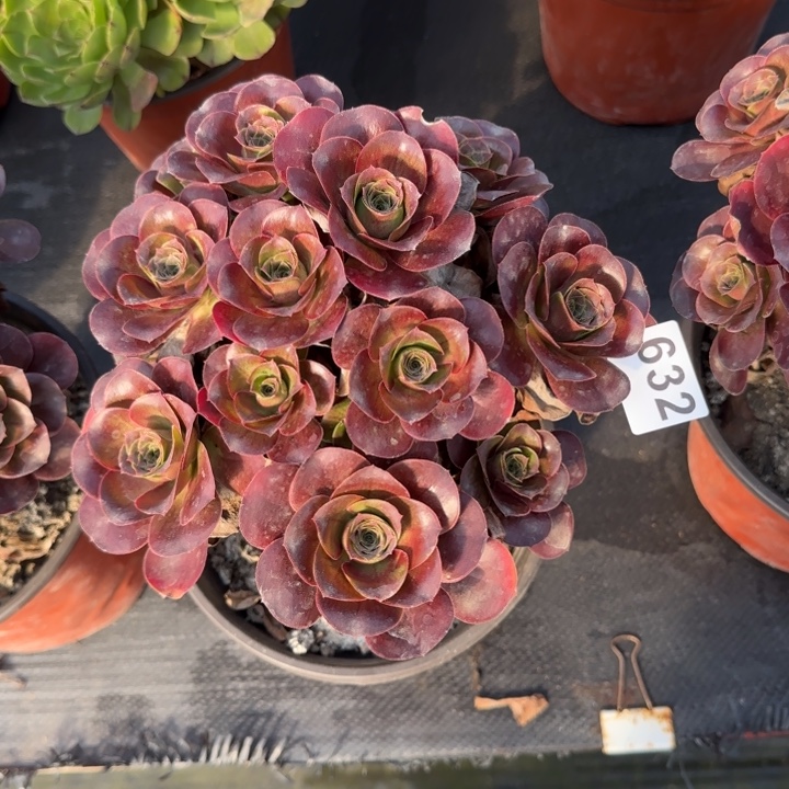 九***莉多肉植物魅金玫瑰632