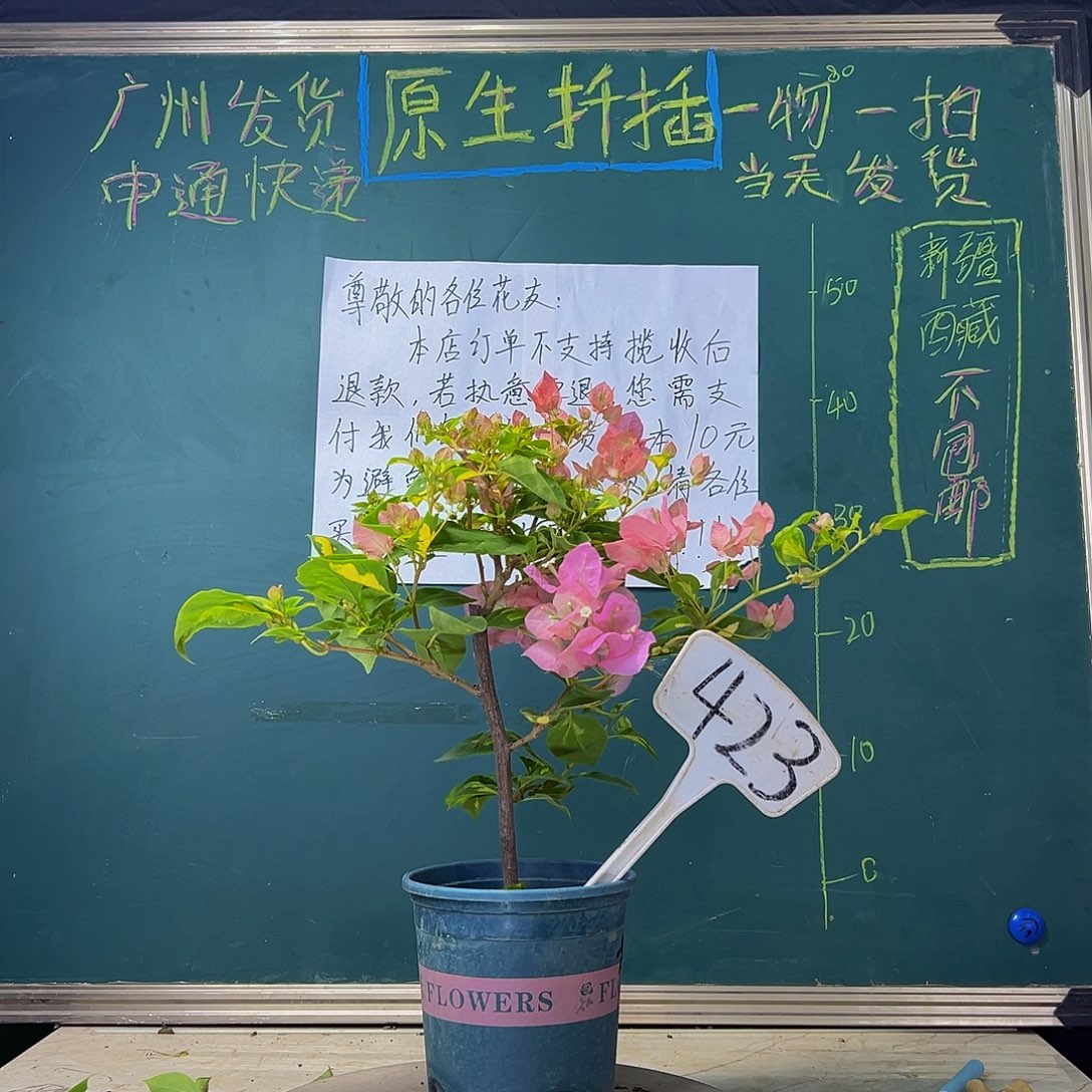当前无花栽培后可以开花 金心橙白  423