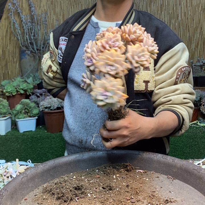 j***o415 号淡雪多肉植物