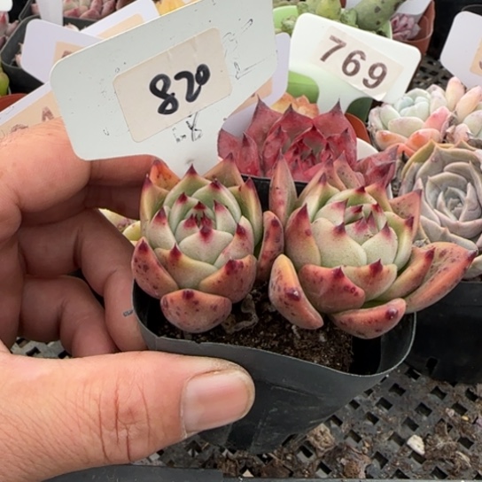 820蓝龙一物一拍多肉