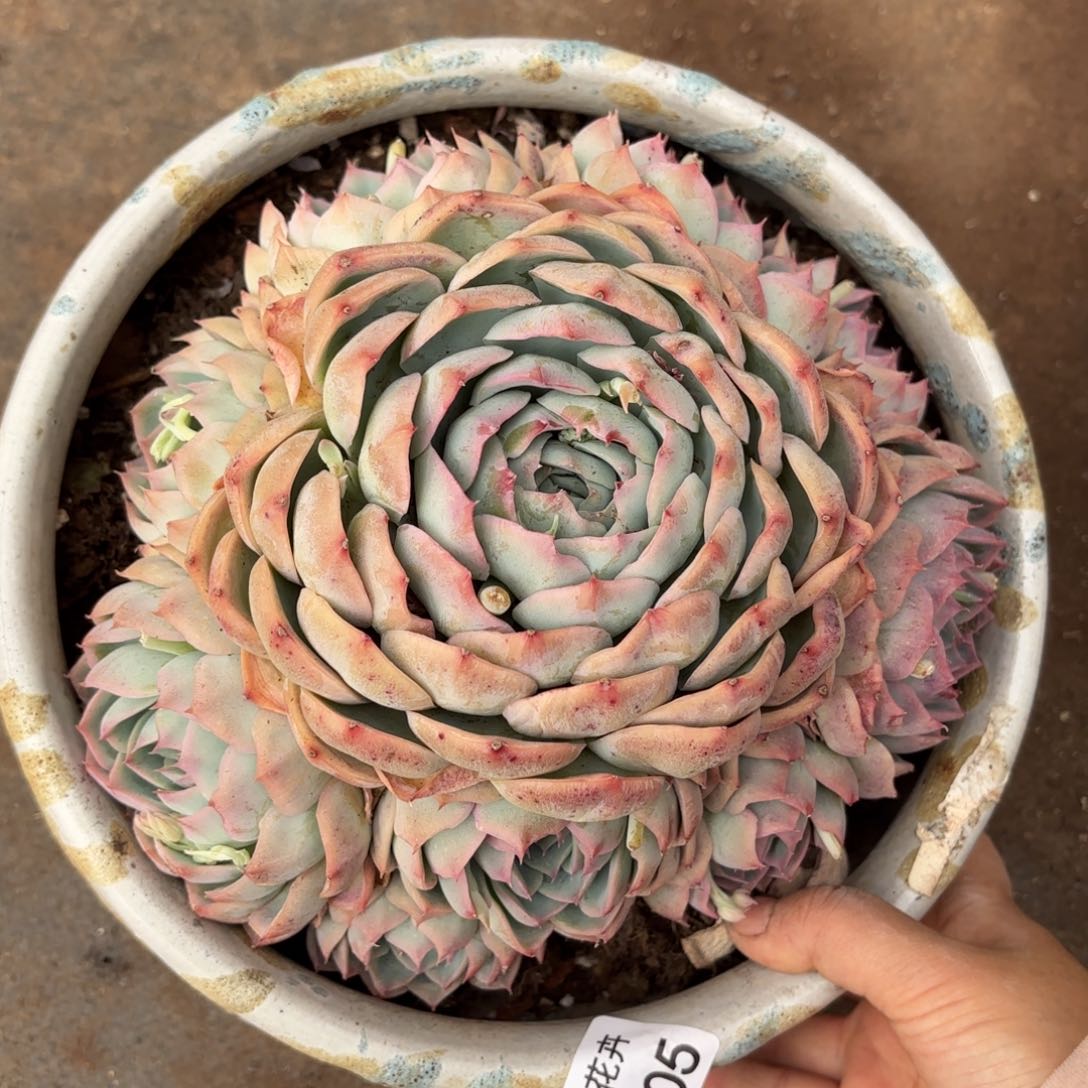 同温层多肉侧影105