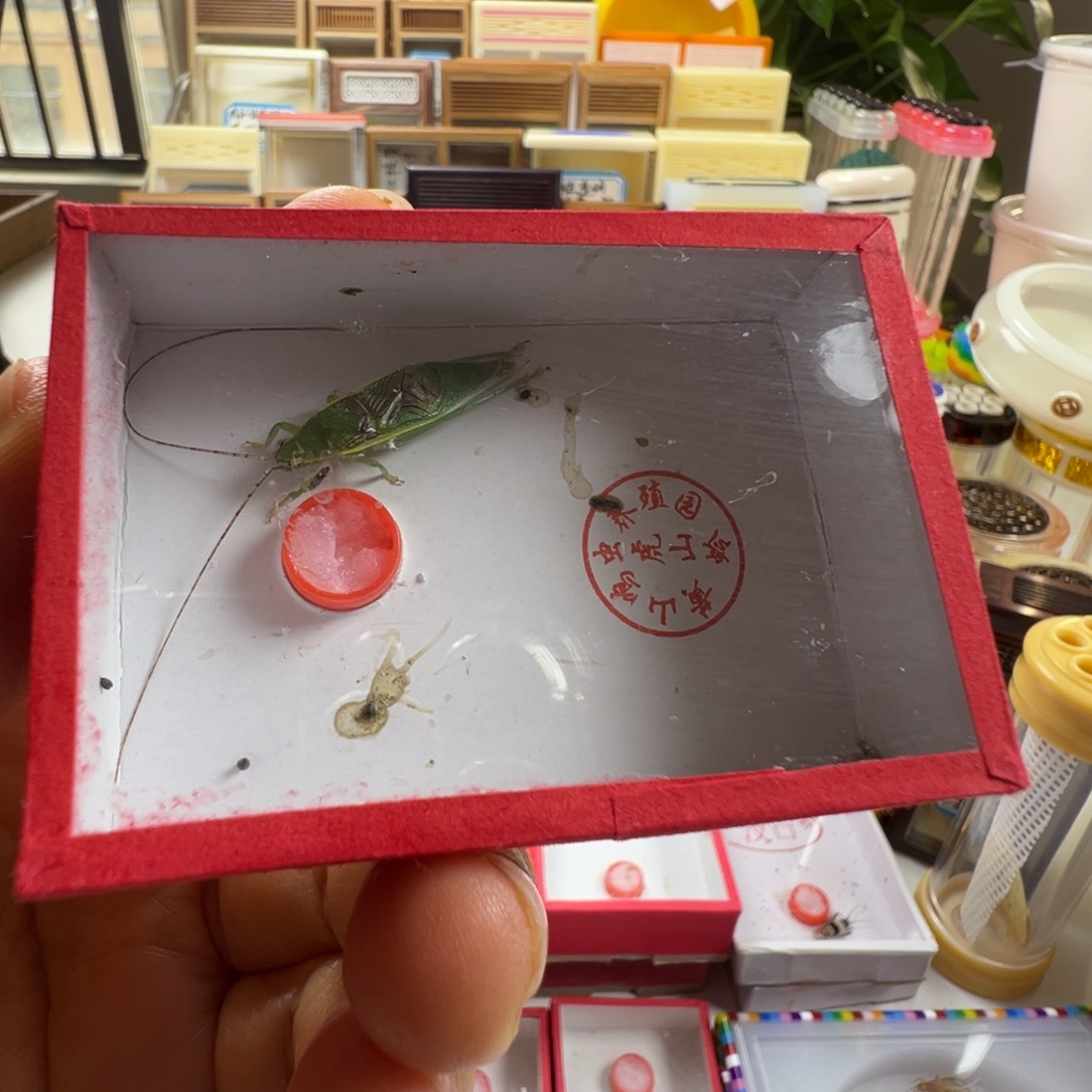 蟋蟀一只单口金钟