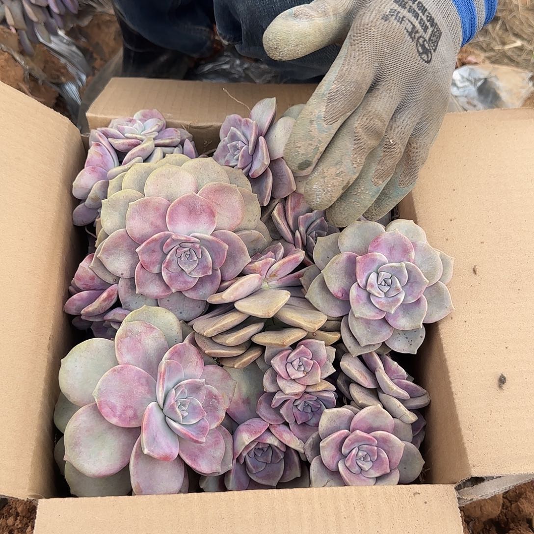 箱拍紫乐多肉轻微断肢不售后看好在拍