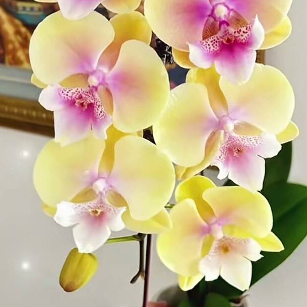 黄桃之梦，3.0寸杯，无花，双花剑，蝴蝶兰盆栽3.0寸杯新苗