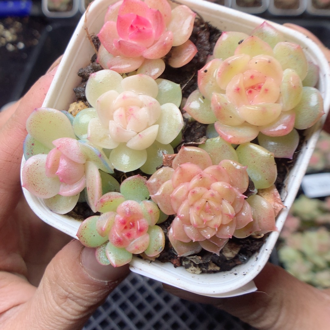 无花朵Q108。yyuuyuy
