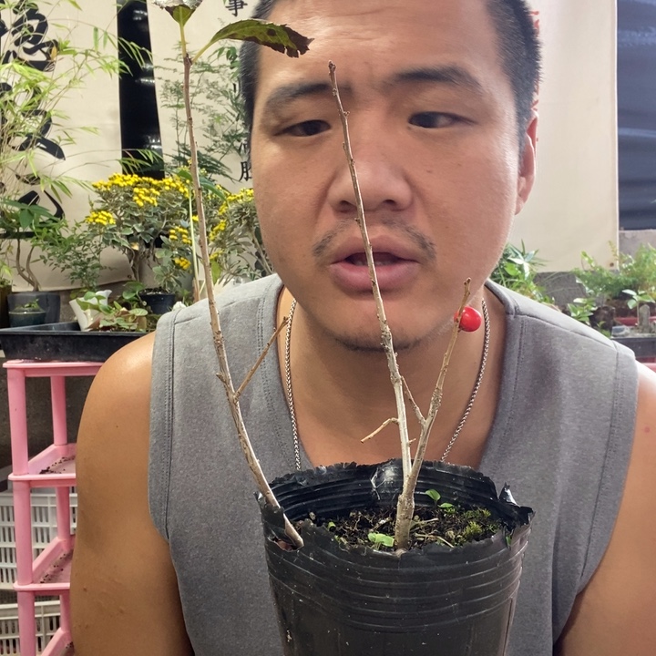 摘***星以实际为准盆景绿植盆栽38