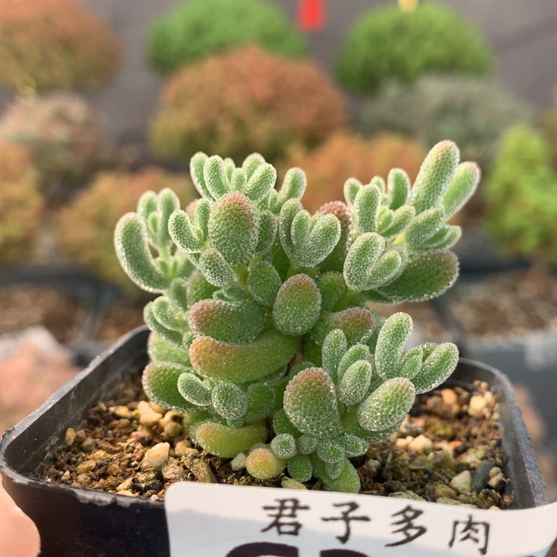 c342蜜橘枝干番杏