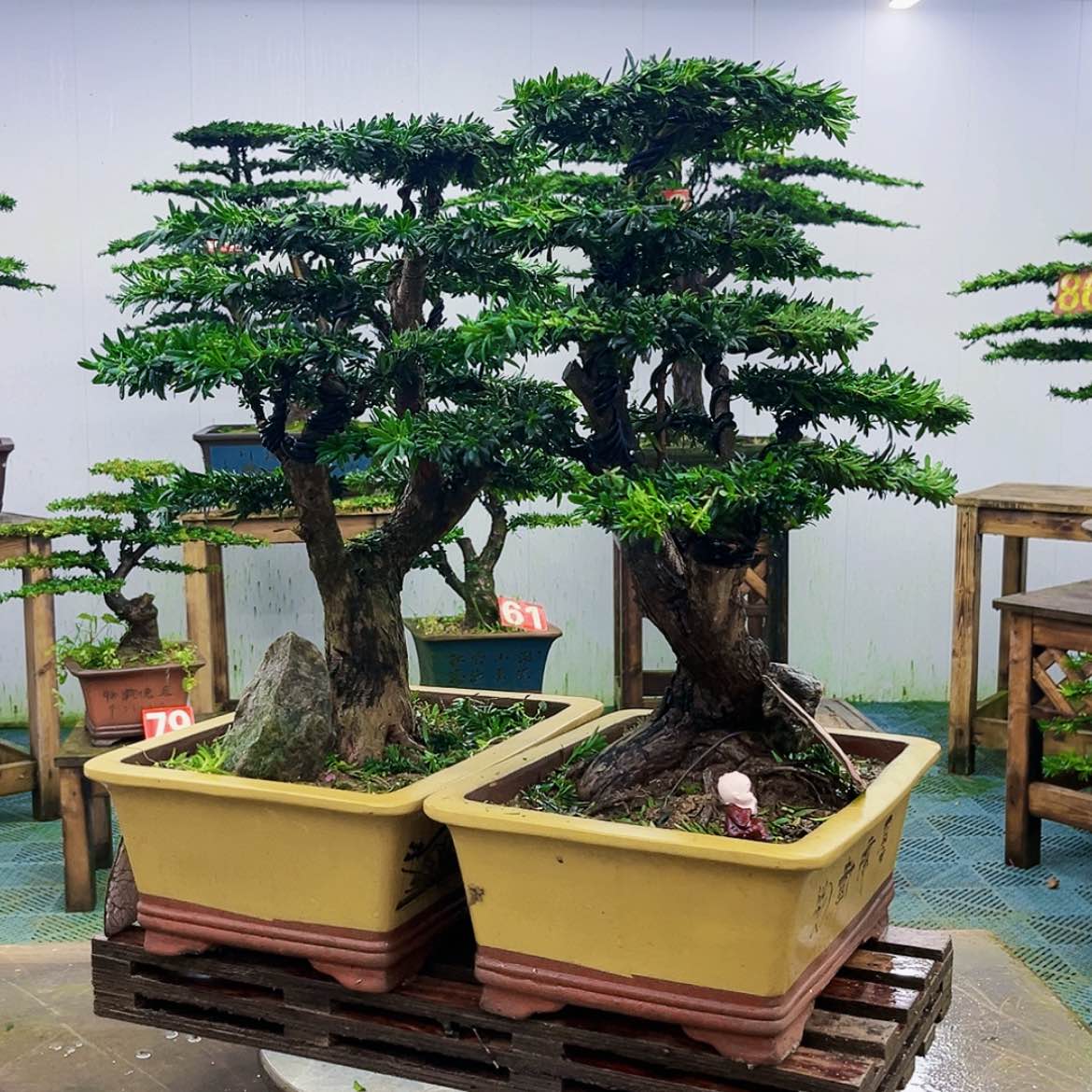 【闪购商品】无花朵桐****厂