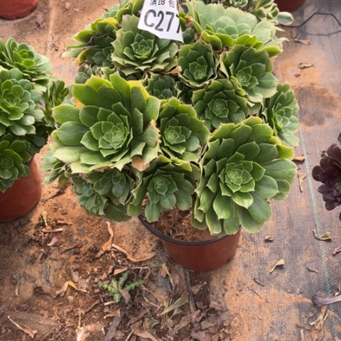 277绿羊绒不包断枝多肉