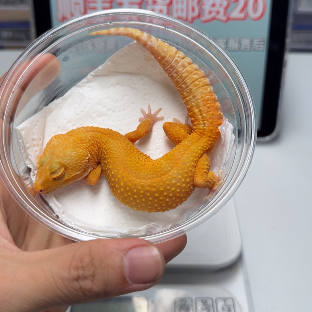 豹纹守宫阳光妹妹