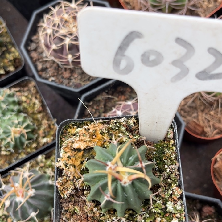 越*樾6032实生龙剑好养皮实