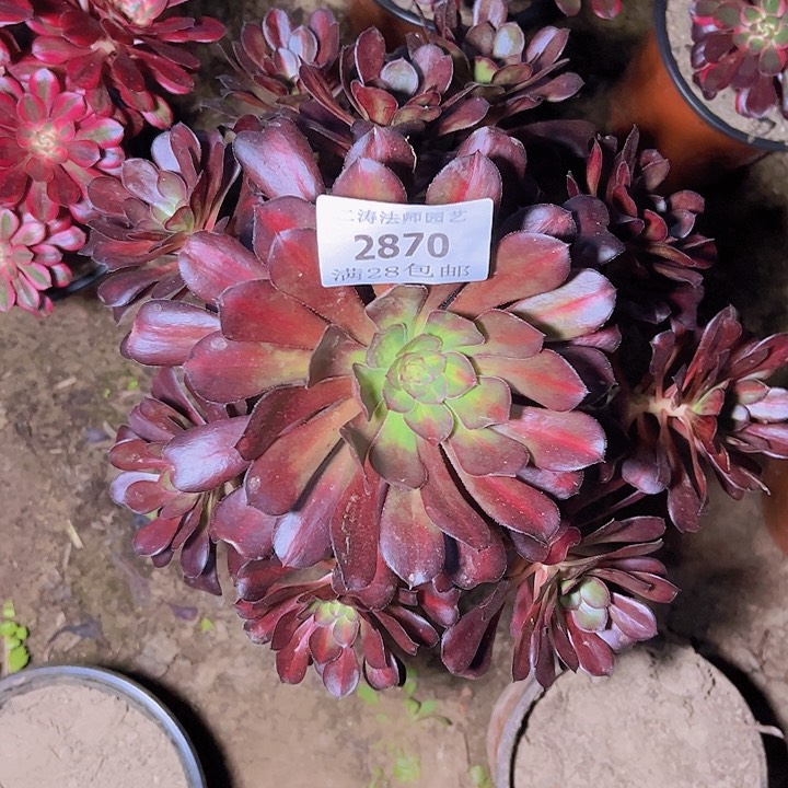 2870晚霞多肉植物2号