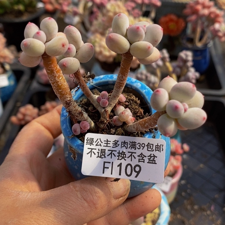 四代苹果奶109多肉植物