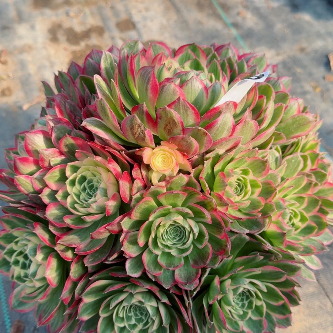 629海王多肉植物