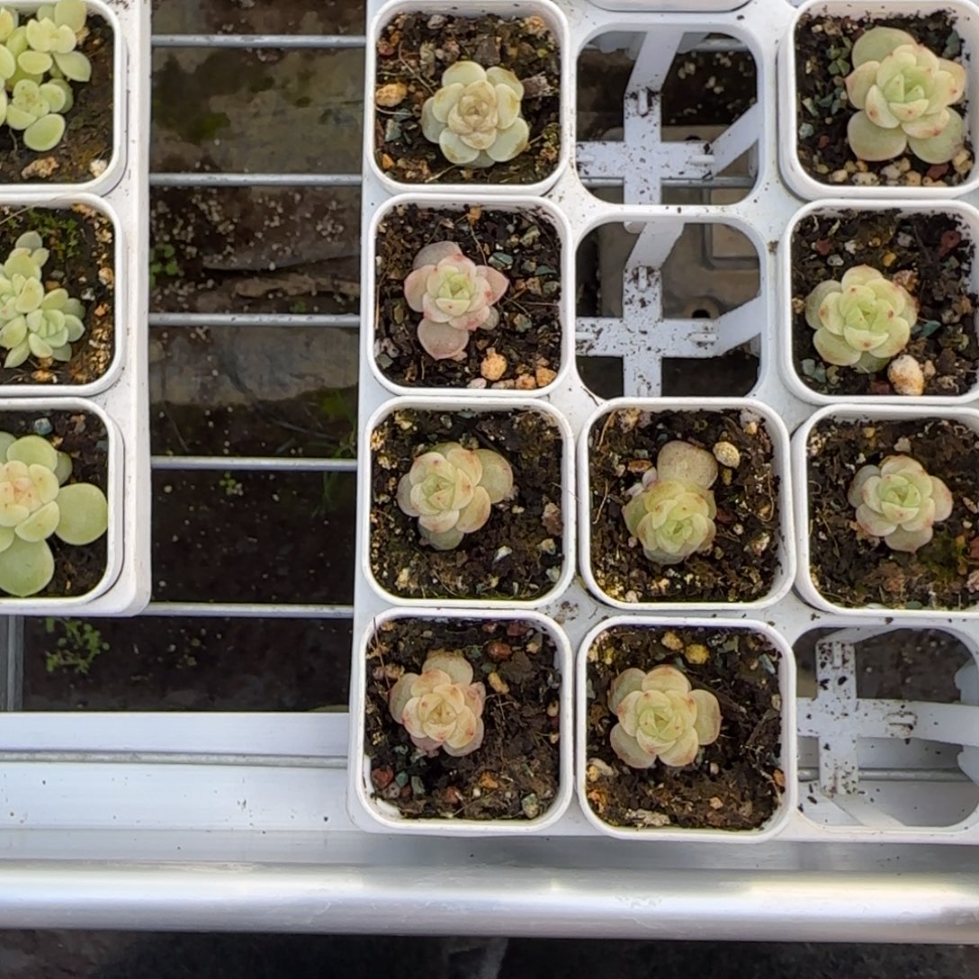 A52 盆一个1床满25包邮