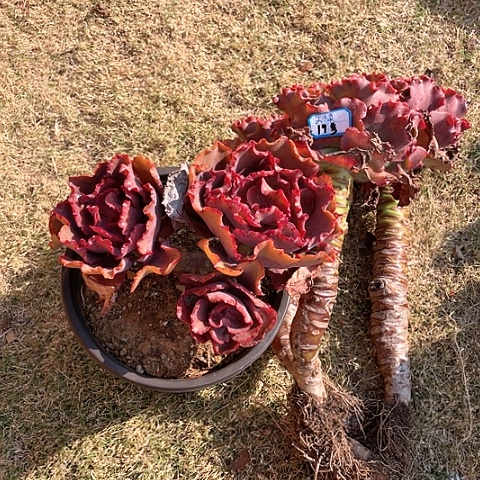 冰*19 号包菜系列 2 棵