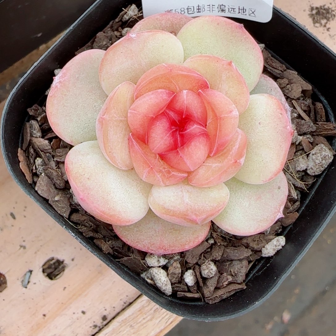 沉香珍妮，3240多肉