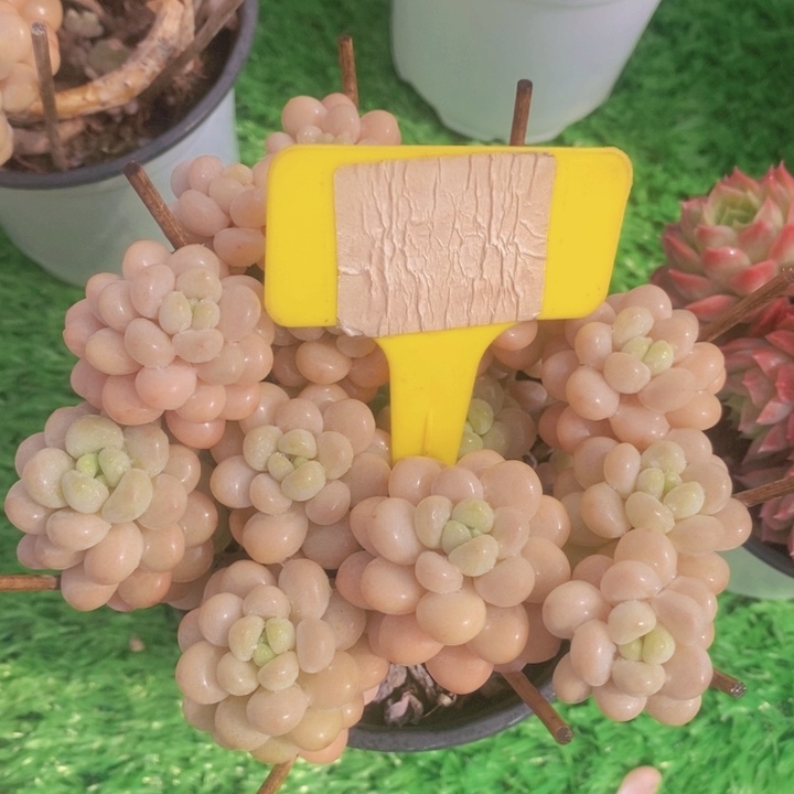 多肉植物，开心多肉