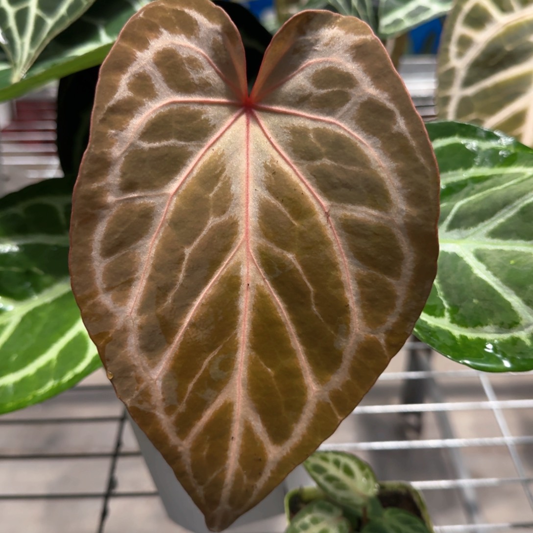 不开花植物银红红
