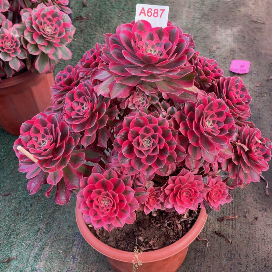 精品法师多肉七彩石687