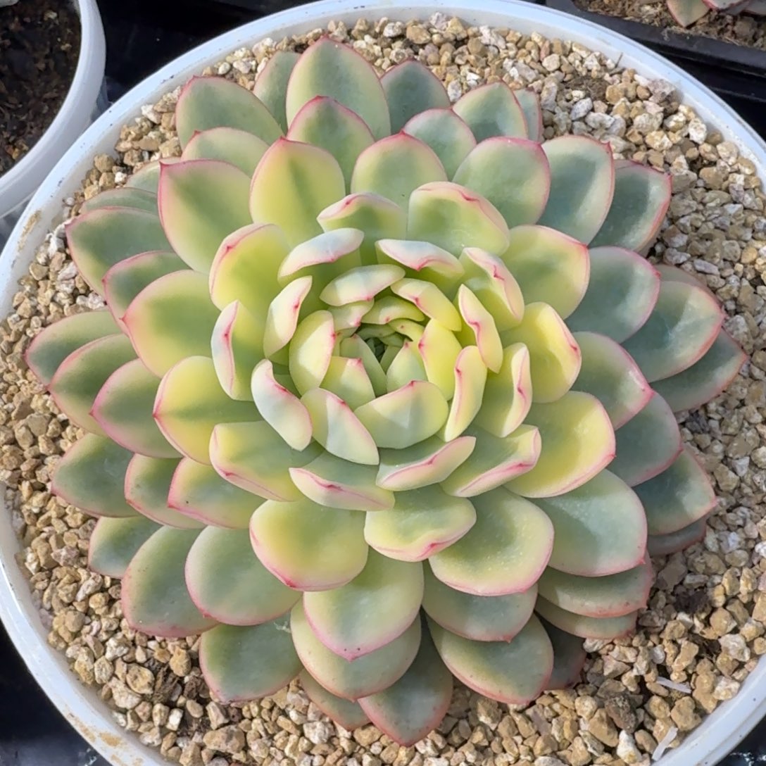 雨燕座锦15公分多肉锦